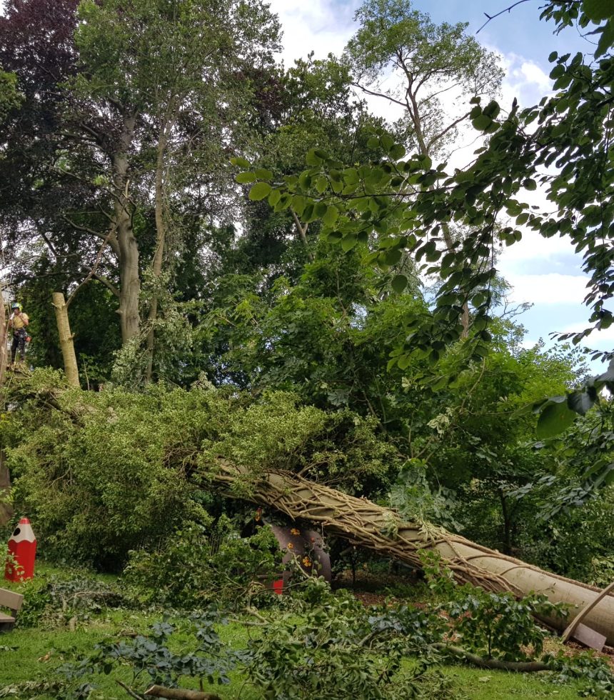 intervention d'urgence arbre déraciné 1 (1)