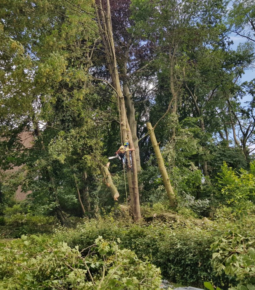 intervention d'urgence arbre déraciné 2
