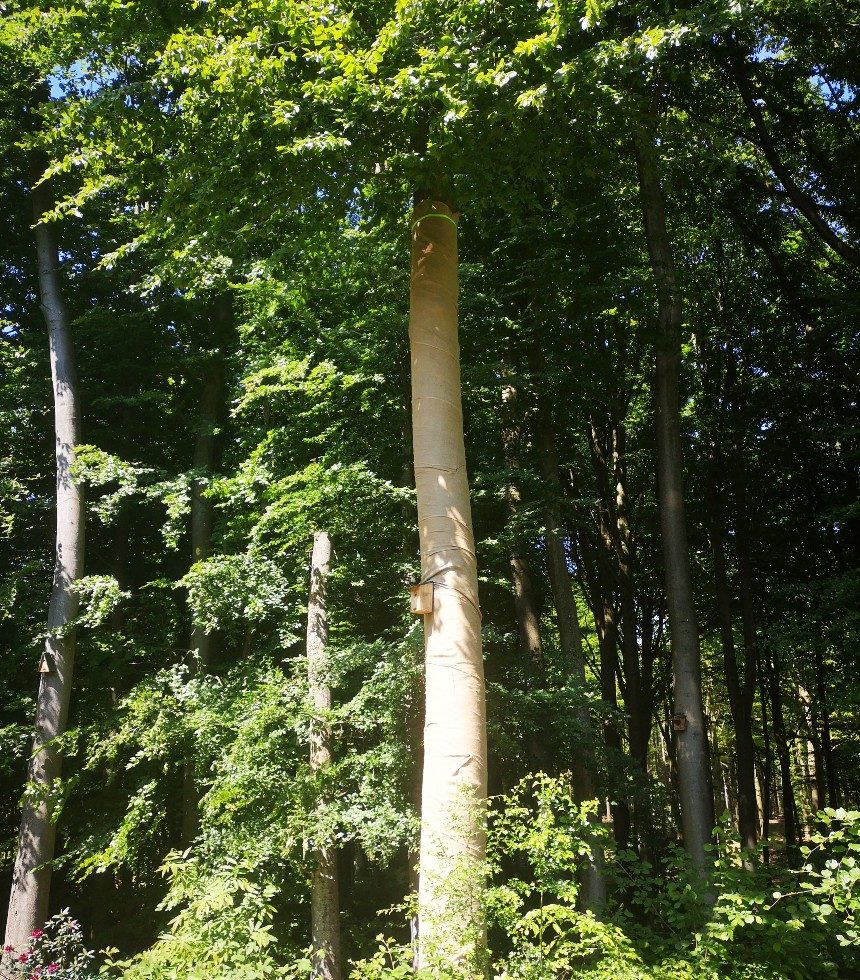 soin aux arbres